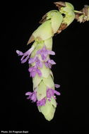 Image of Origanum libanoticum Boiss.