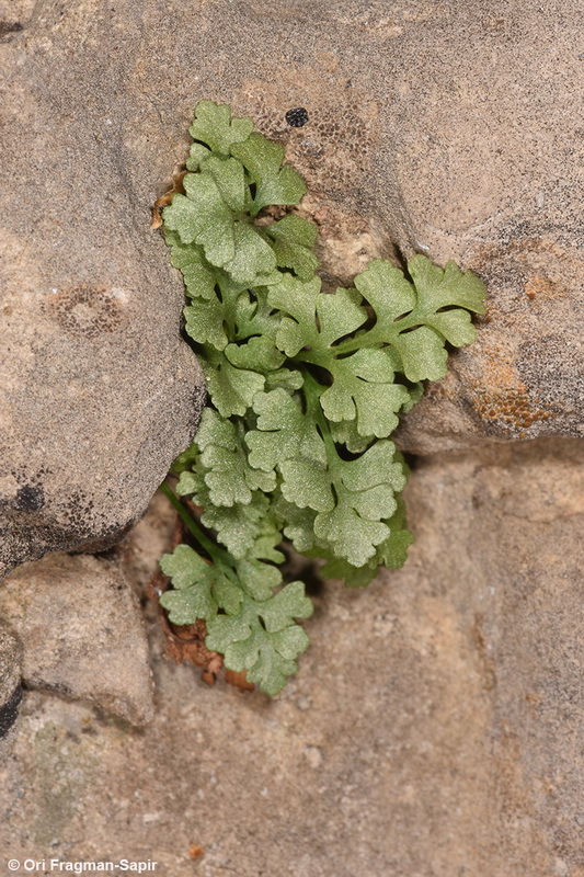 Imagem de Asplenium ruta-muraria L.