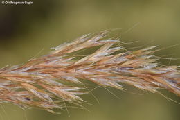 Image of golden oat grass