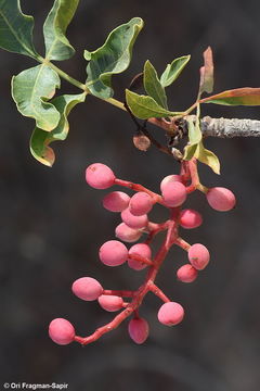 Image of Mt. Atlas mastic tree