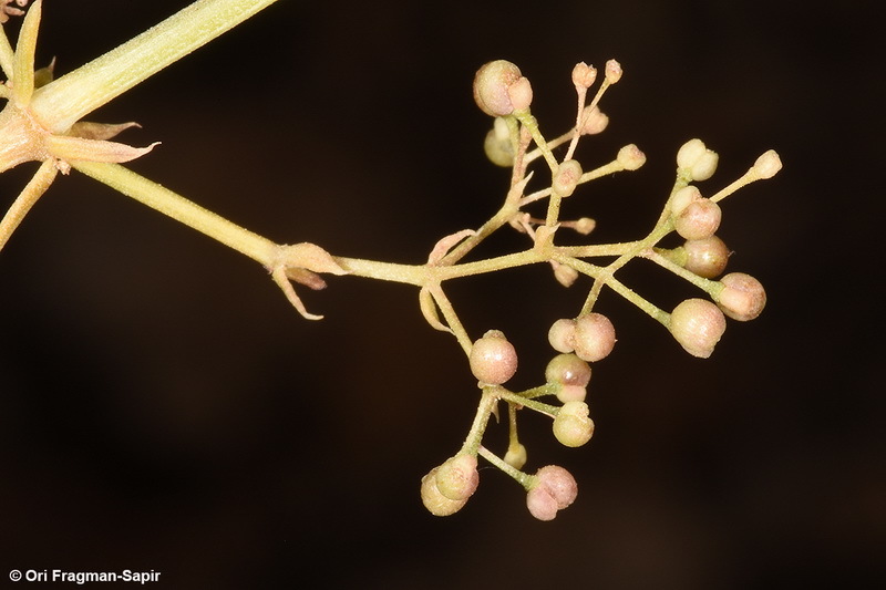 Plancia ëd Galium libanoticum Ehrend.