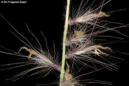 Imagem de <i>Pennisetum orientale</i>