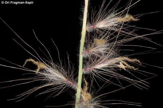 Image of <i>Pennisetum orientale</i>