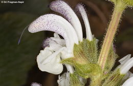 Imagem de Salvia microstegia Boiss. & Balansa