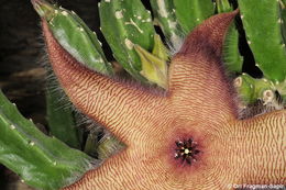 Image of starfish flower