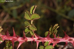 Rosa pulverulenta M. Bieb. resmi