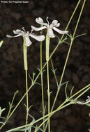 Plancia ëd Silene schimperiana Boiss.