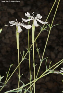 Image of Silene schimperiana Boiss.