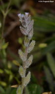 Image of strict forget-me-not