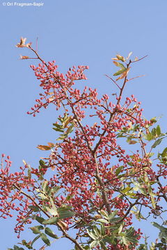 Image of Mt. Atlas mastic tree