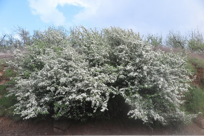 Image of Common Hawthorn