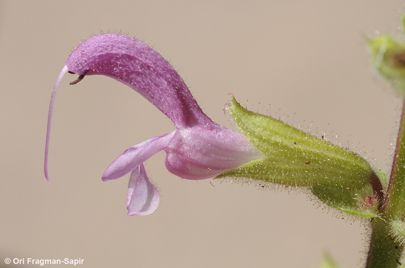 Image of Jerusalem salvia