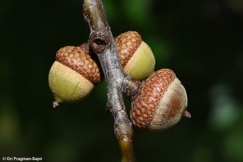 Image of Northern Red Oak