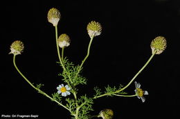 Image of Anthemis brachycarpa Eig