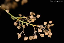 Image of broadleaved pepperweed