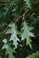 Image of Northern Red Oak