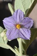 Image of nightshade