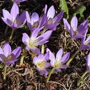 صورة Colchicum speciosum Steven