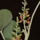 Image of Indigofera articulata Gouan