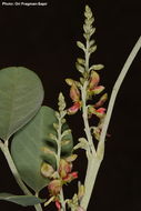 Слика од Indigofera articulata Gouan