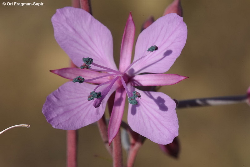 Image de Epilobium dodonaei Vill.