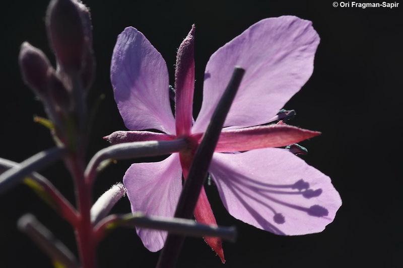 Image de Epilobium dodonaei Vill.