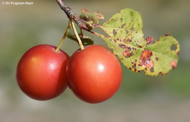 Image of Cherry Plum