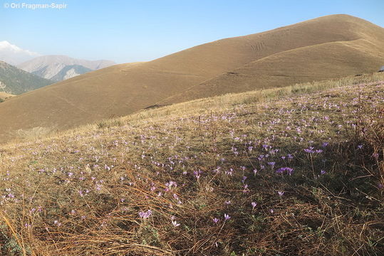 Image of showy colchicum