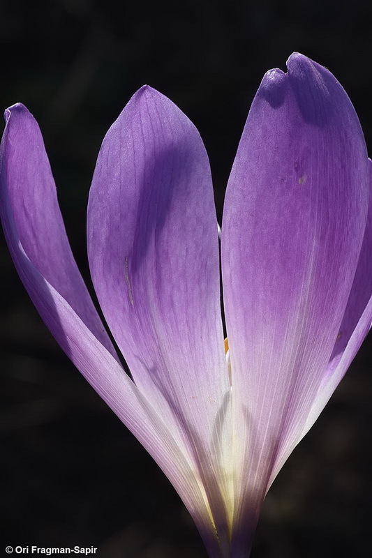 Image of showy colchicum