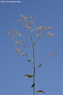 Image of broadleaved pepperweed