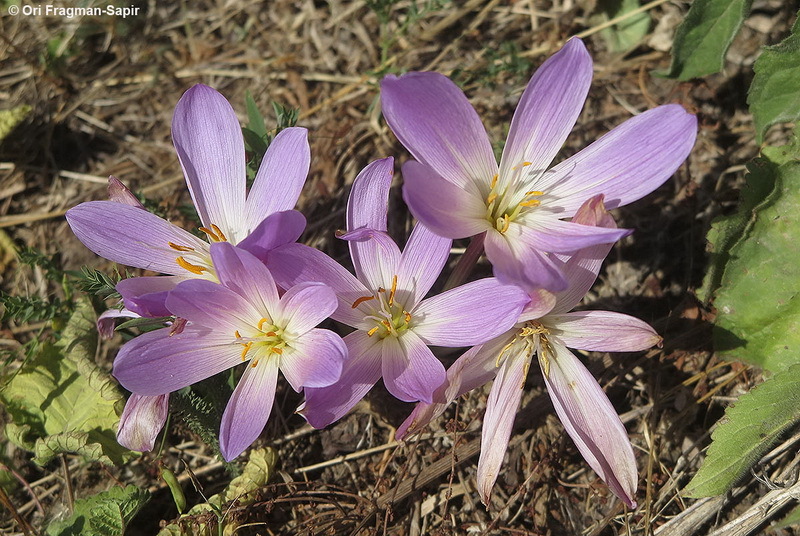 Image of showy colchicum