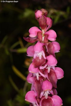 Image of Satyrium nepalense D. Don