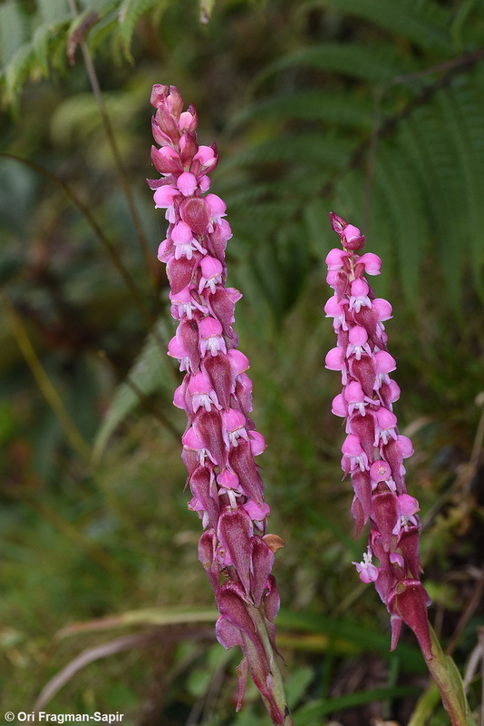 Imagem de Satyrium nepalense D. Don