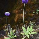 Primula capitata Hook. resmi