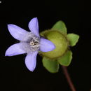 Image of Cyananthus inflatus Hook. fil. & Thomson