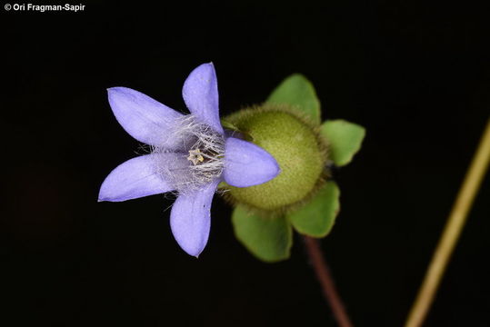 Image of Cyananthus inflatus Hook. fil. & Thomson