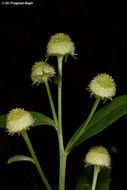 Image of Dichrocephala integrifolia (L. fil.) O. Kuntze