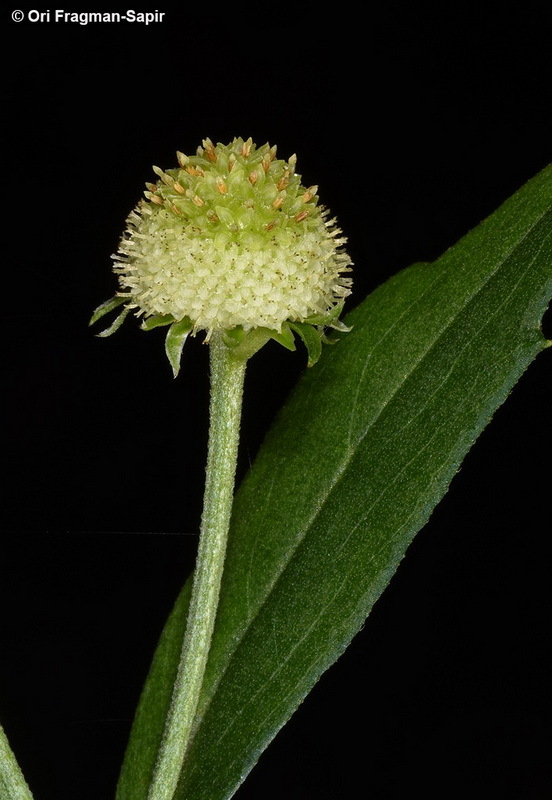 Image of Dichrocephala integrifolia (L. fil.) O. Kuntze