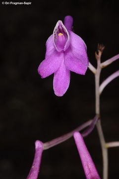 Image of Anthogonium gracile Wall. ex Lindl.