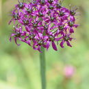 Image de Allium wallichii Kunth