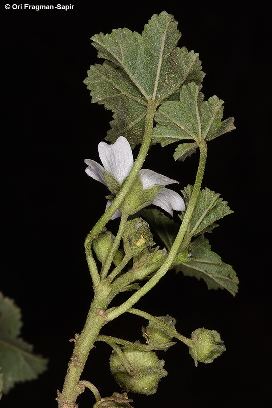 Image of common mallow