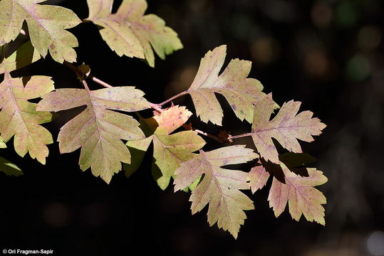 Image of Common Hawthorn