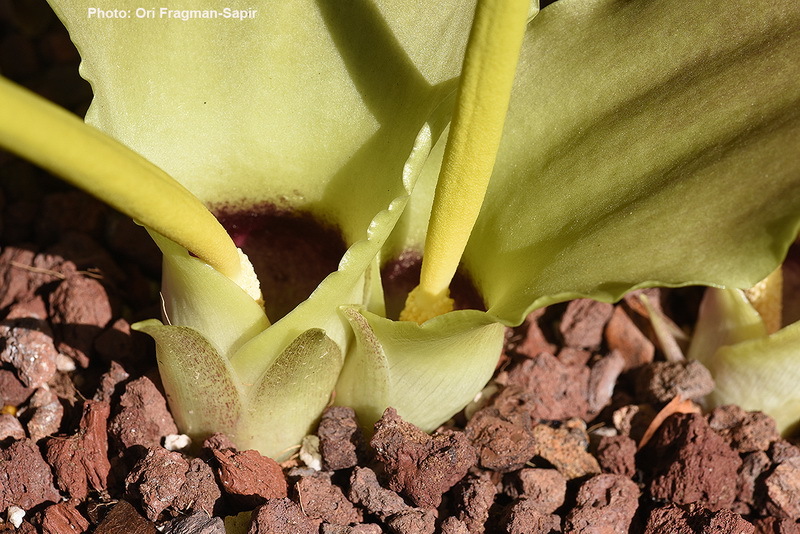 Image of Biarum auraniticum Mouterde