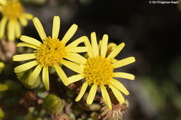 Image of Golden Samphire