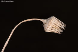 Image of Senecio glaucus L.