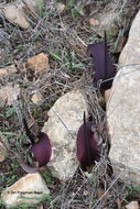 Image of Biarum bovei Blume