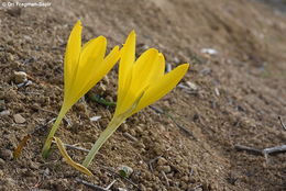 Image de Sternbergia clusiana (Ker Gawl.) Ker Gawl. ex Spreng.