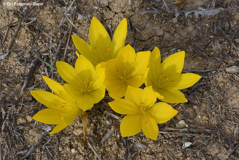 Image de Sternbergia clusiana (Ker Gawl.) Ker Gawl. ex Spreng.