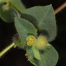 Image de Euphorbia hirsuta L.