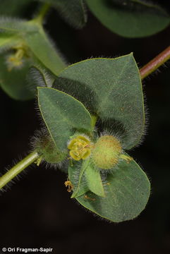 Image of Euphorbia hirsuta L.